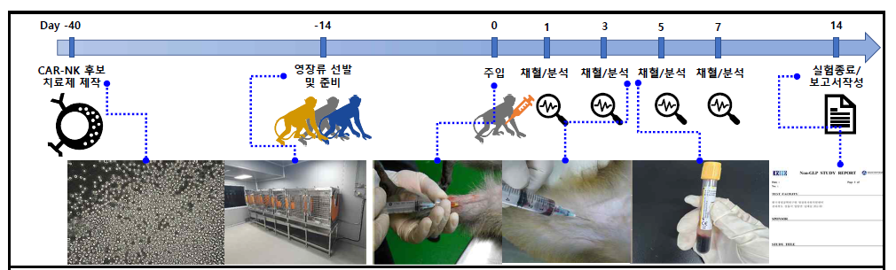 게잡이 원숭이 내 CAR-NJK 세포 주입 후 독성평가 수행 연구