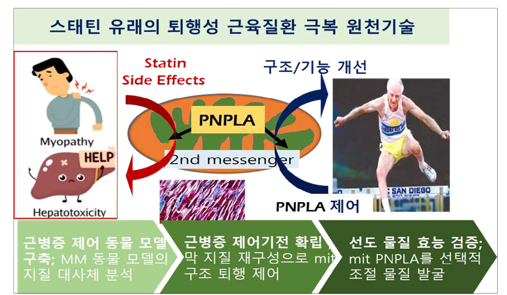 스타틴 유래의 퇴행성 근육질환 극복 원천기술 개발 개요. 스타틴의 부작용 기전을 규명하여 근육 융해증 및 간독성 치료용 선도 물질을 발굴함으로써, 근력, 근육량 및 근섬유 기능 항진 관련 연구가 될 것임