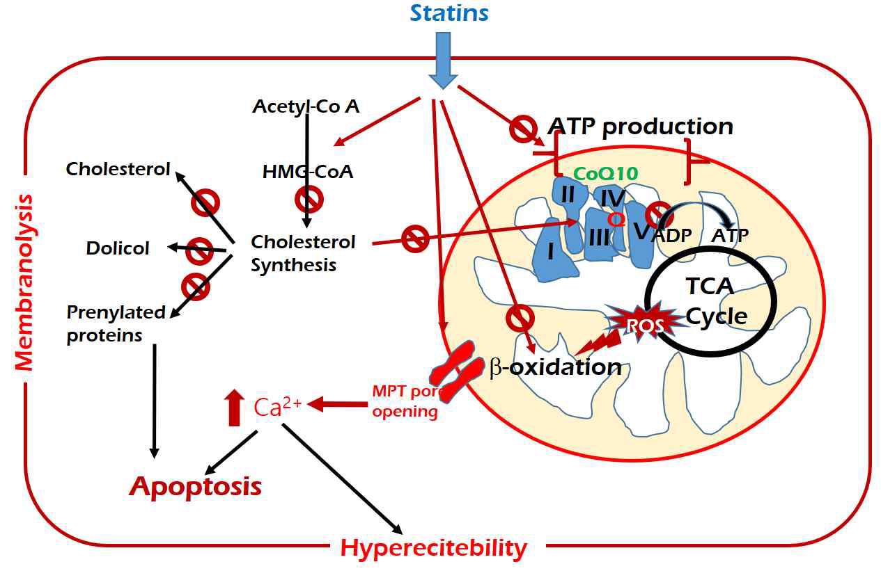 스타틴 유발 근병증의 가능한 기전