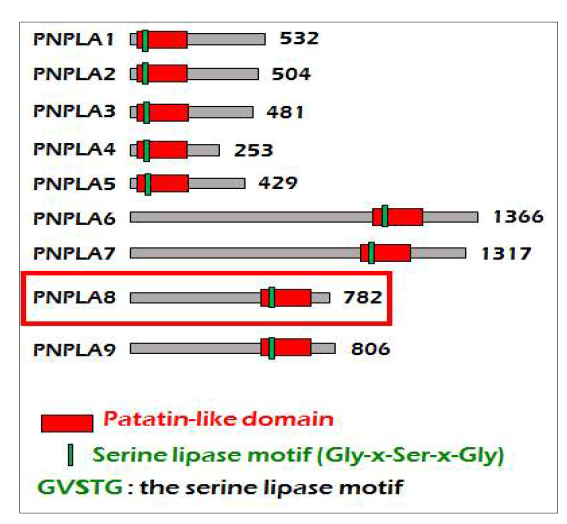 PNPLA subfamily. PNPLA8는 미토콘디리아, 퍼옥시솜 등 세포소기관 막에 발현을 하고 있지만 기능이 많이 알려져 있지 않음