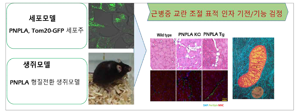 근병증 교란 조절 유전자/물질 발굴 전략. 세포소기관 생체에너지 활성조절 작용점 유전자 모델을 이용하여 genetic/chemical modifier screening을 통해 생체에너지 활성조절 유전자 및 조절 물질을 검색 발굴