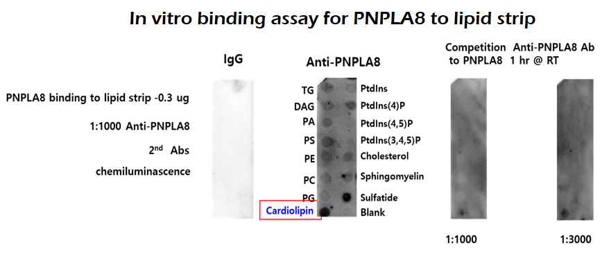 PNPLA8 binds to Cardiolipin in vitro