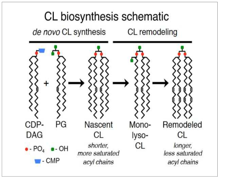 CL의 생합성 및 Remodeling 경로