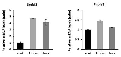 스타틴에 의한 PNPLA8의 발현