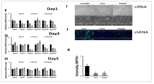 PNPLA8 유전자의 발현이 myogenesis 에 미치는 영향