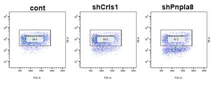 FACS analysis for mitochondrial mass