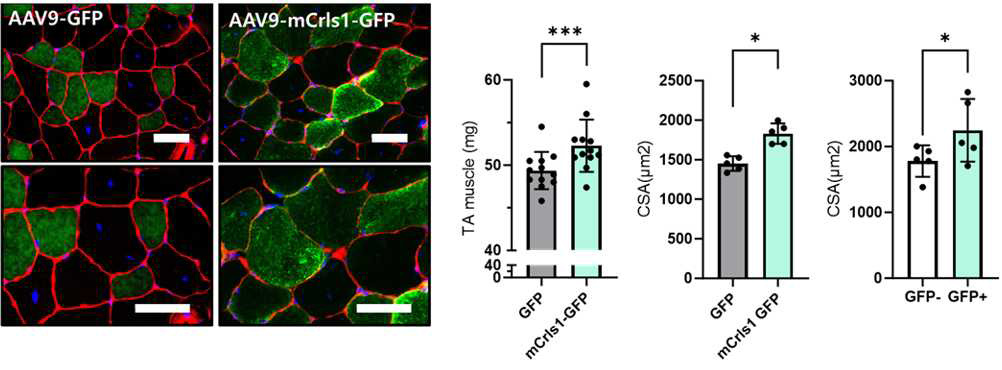 Crls1이 과 발현된 늙은 생쥐 근육의 조직학적 분석