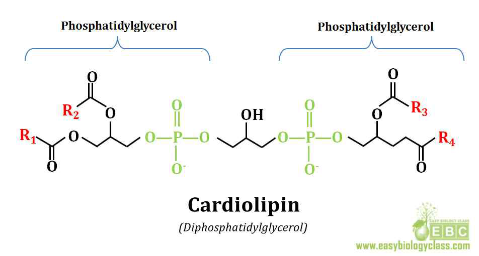 cardiolipin의 구조 및 기능. cardiolipin은 내부 미토콘드리아 내막의 중요한 구성 성분으로 전체 지질 조성의 약 20 %를 구성. Cardiolipin의 독특한 구조 때문에 pH의 변화와 2가 양이온이 많을 경우 막 융합과 밀접한 관계가 있음. 또한 내막단백질의 4차구조를 형성 하거나, apoptosis를 유도함