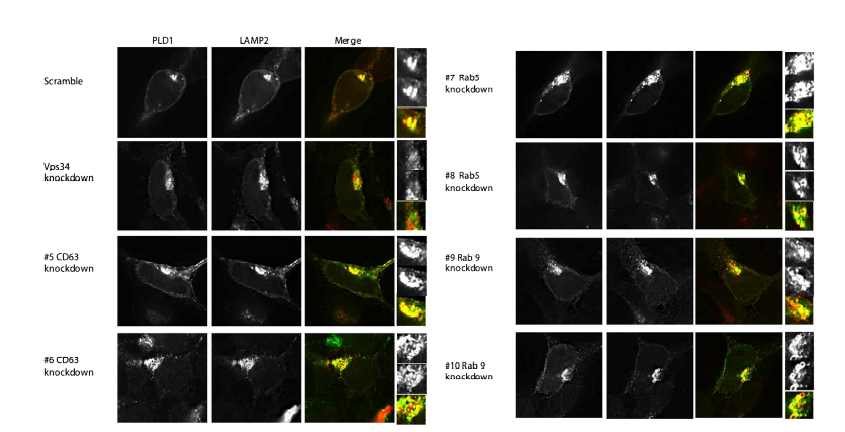 세포내 vesicle 조절인자의 연관성 스크리닝 시스템의 확립과 lysosome으로 위치 확인 (CD63, Rab5, Rab9)