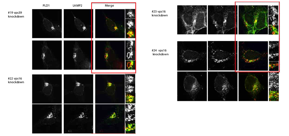 세포내 vesicle 조절인자의 연관성 스크리닝 시스템의 확립과 lysosome으로 위치 확인 (Vps16과 Vps39)