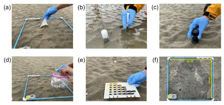구 영역에서 샘플링 사진 (a) 평균 입자 크기/입도 특성, 퇴적물 의 퇴적상 실험위한 (극)표층 퇴적물 샘플링, (b) 전밀도, 공극률, 함수율 및 공극수내 염분 농도 분석 위한 샘플링, (c) 전단 강도 측정, (d) 총유기탄소(TOC), 총탄소(TC) 및 총질소(TN) 함량 분석을 위한 샘플링, (e) Munsell 다이어그램을 사용한 퇴적물 색상 파악 및 (f) 50cm × 50cm 방형구 내 표면 퇴적물의 샘플링에 대한 정사사진(Park et al., 2022)
