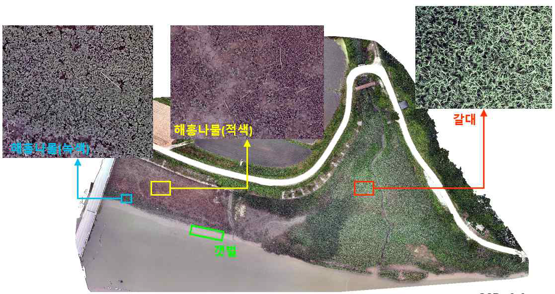 M300 RTK-광학센서 무인기로 촬영한 갈대와 칠면초 학습자료 예시