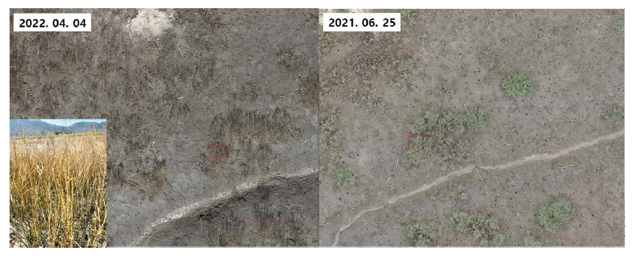 무인항공기로 촬영된 주진천 해홍나물의 계절 변화. 2022년 4월(왼쪽)과 2021년 6월(오른쪽) 갈대 영상 비교