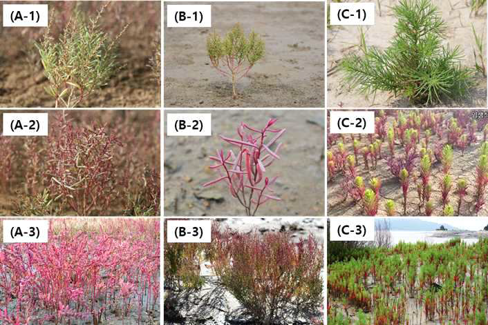 동일 속(Suaeda sp.) 3종 식생. (A) 칠면초, (B) 해홍나물, (C) 나문재종의 형태적 유사성