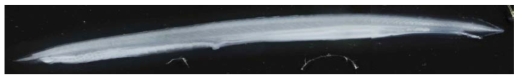 2021년 8월에 채집된 창고기(Branchiostoma belcheri) 부유 유생 (26 mm BL)