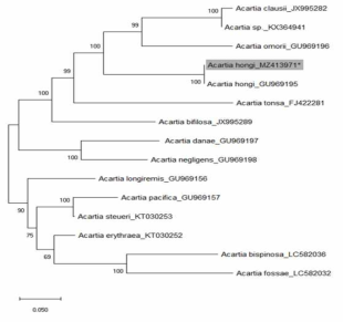 Acartia 속 18S rRNA sequences를 활용한 Neighbor-joining tree