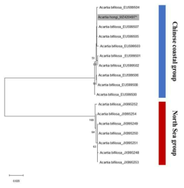 NCBI Genbank에 등록되어 있는 A. bifilosa와 본 연구에서 획득한 A.hongi의 COI sequence를 활용한 Neighbor-joining tree