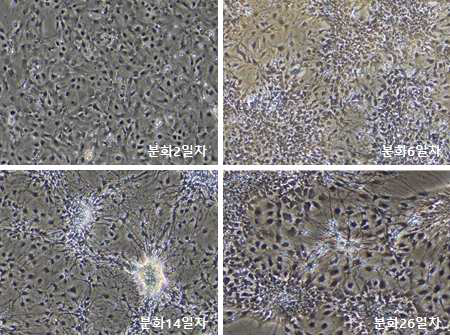 분화 기간에 따른 세포의 형태 변화