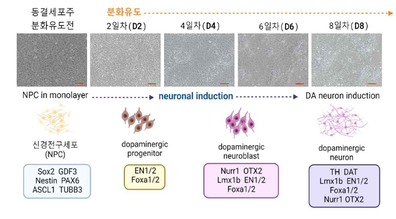 신경전구세포의 분화유도 단계에 따른 핵심 전사조절인자