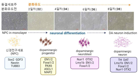 신경전구세포의 분화유도 단계에 따라 나타나는 전사조절인자 발현패턴