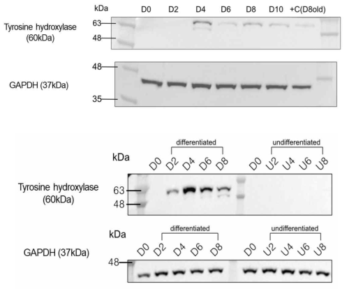 CBT013의 분화 전/후 TH 단백질 Western blot 결과