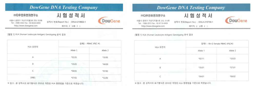 Rh-, O형 iPSC의 HLA genotyping 결과