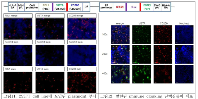 293FT cell line에 도입된 plasmid로 부터 그림12. 발현된 immune cloaking 단백질들이 세포