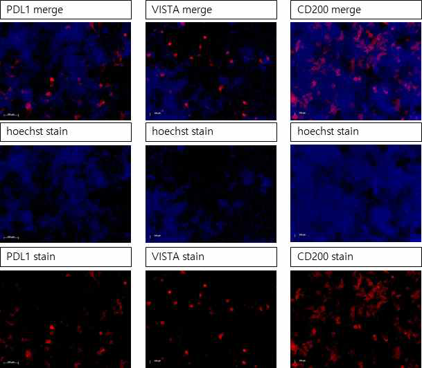 293FT cell line에 도입된 plasmid로 부터 PDL1, VISTA, CD200가 발현됨을 ICC로 확인함