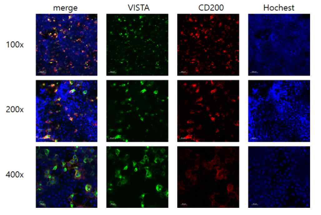 발현된 immune cloaking 단백질들이 세포 표면에 위치함을 확인함