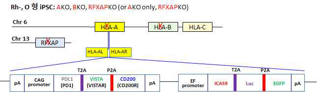 Rh- O, HLA-B KO, RFXAP KO iPSC의 HLA-A locus에 ICG을 knock-in 하는 approach