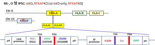 Rh- O, RFXAP KO iPSC의 HLA-A locus에 ICG을 knock-in 하는 approach