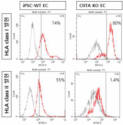 CIITA KO에 따른 HLA class I & II 유전자 발현 분석(flow cytometry analysis)