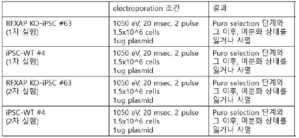 Rh- O iPSC 와 Rh- O, RFXAP KO iPS cell line에서 knock-in clone을 얻는 실험(실패함)