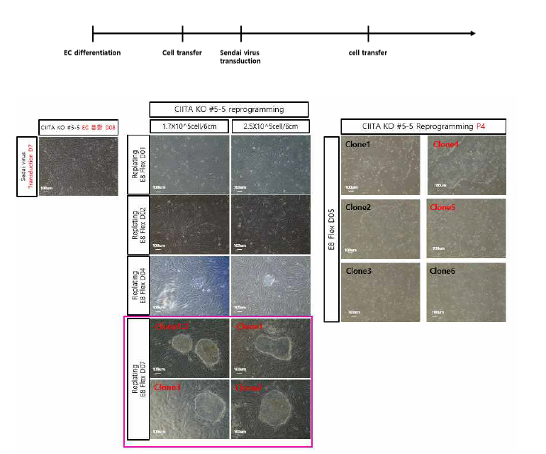 Rh- O, CIITA KO iPSC 유래 EC를 재 역분화 시켜 현재 6개의 iPSC-like clone을 얻음