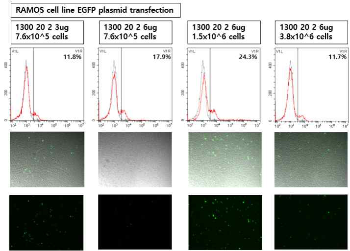 RAMOS 세포주에서의 최적의 transfection (electroporation) 조건을 찾는 실험