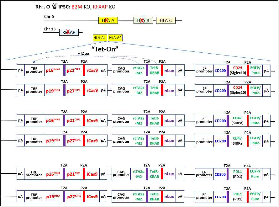 [플랜 2]의 plasmid constructs