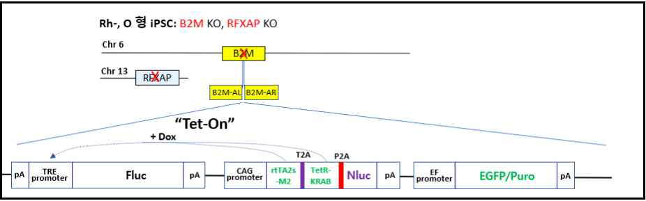 Tet-on system 작동 여부 확인을 위한 luciferase reporter plasmid 제작