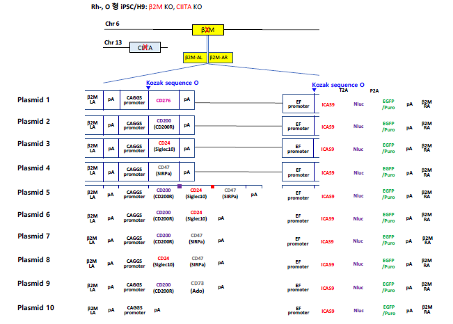 NK cell 면역반응 회피를 주 목적으로 구성한 ICG 조합을 포함하는 plasmids 제작(10종 완료)