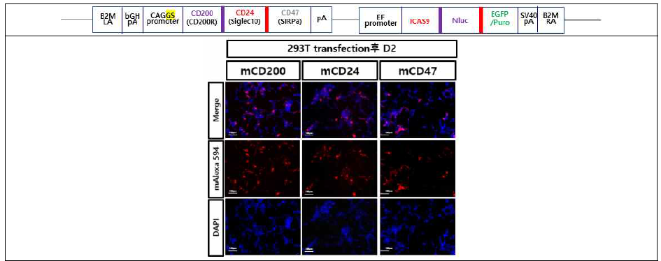 293FT에 plasmid transfection 후 ICG가 발현되는지를 ICC를 통해 확인함