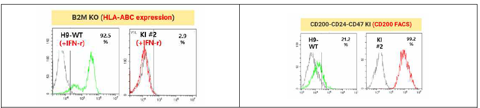 제작한 B2M KO, ICG knock-in 세포주에서 HLA class I 유전자와 KI 시킨 CD200 유전자 발현