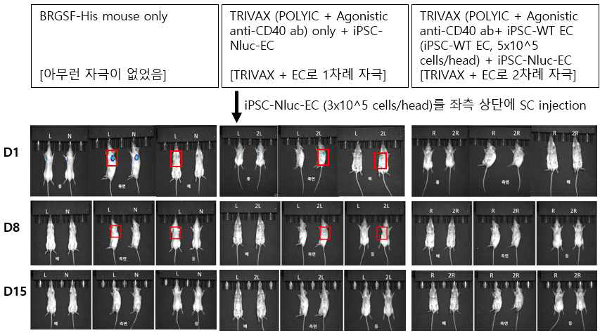 BRGSF-His mouse에서 EC의 사전 자극의 여부에 따른 target cell 생존 기간 비교