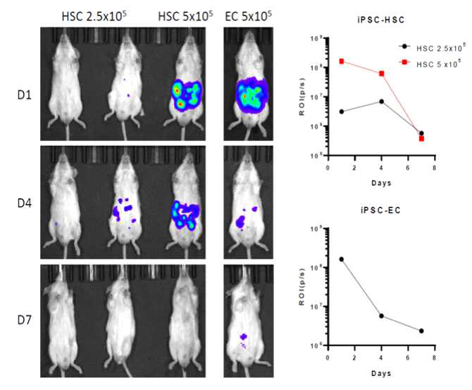 NRG mouse에서 iPSC-derived HSC & EC의 생존률 및 생존기간 확인