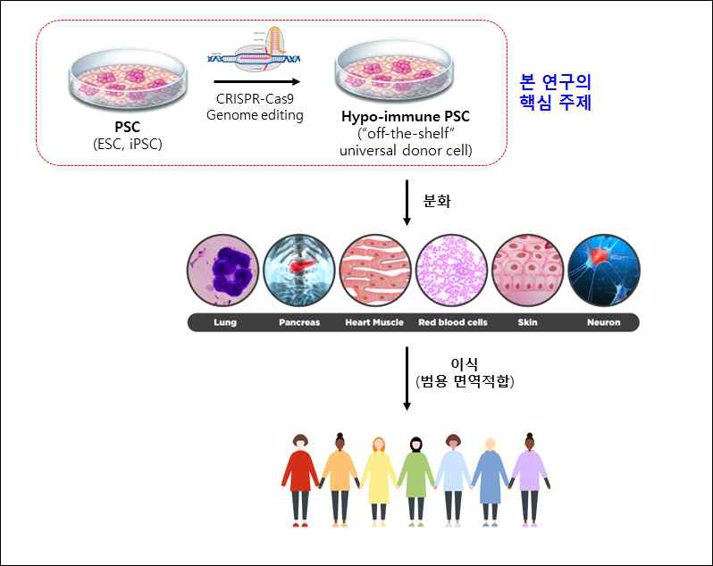 범용 “면역적합” 세포치료제로 사용할 수 있는 hypo-immune 줄기세포 제작 연구 개괄도