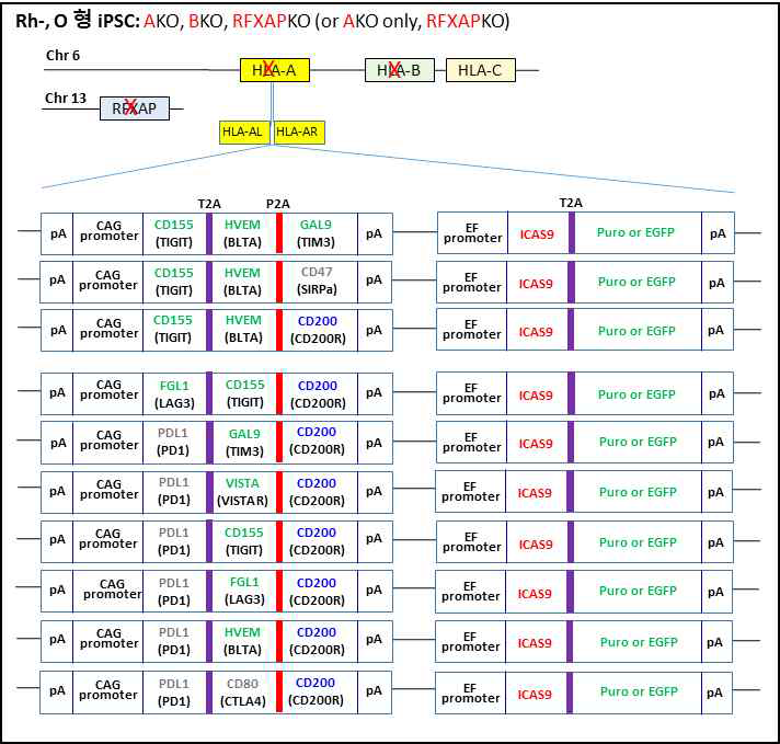 HLA-A & B 유전자와 RFXAP 유전자를 KO 시킨 후 여러 조합의 ICG와 자살유전자인 iCAS9을 삽입하였음 (*CAG promoter: chicken b-actin promoter, iCAS9: iCaspase 9)