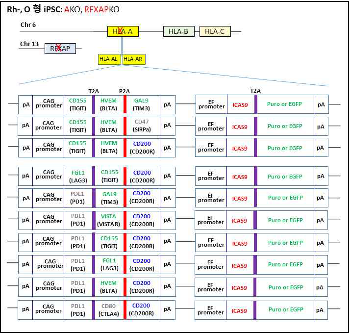 HLA-A 유전자와 RFXAP 유전자를 KO 시킨 후 여러 조합의 ICG와 자살유전자인 iCAS9을 삽입하였음