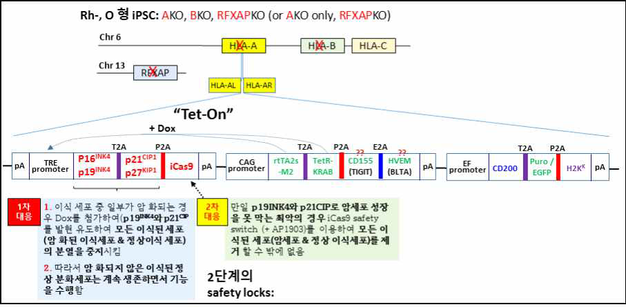 Tet-inducible system을 이용하여 비상 시(i.e., 암 발생 시) 이식한 세포를 완전히 제거할 수 있는 2단계 안전 장치를 장착한 hypo-immune universal 세포주를 제작함