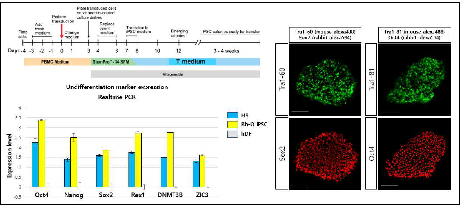 Rh-, O형 iPSC의 성상분석 I (미분화 마커 발현을 qRT-PCR 및 ICC로 분석함)