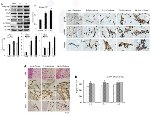 장기배양법을 이용한 심근 내 uPAR+, nestin+, FAK+ 줄기세포의 세포분열, 성장, 창상수복 모방 하이드로젤 내로의 이동을 유도하는 원천 기술