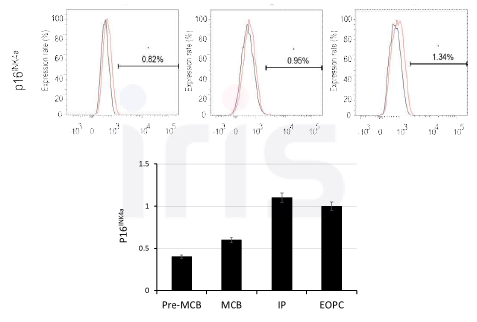 계대배양에 따른 원료세포의 p16INK4a 발현을 통한 세포노화 특성