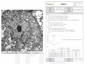 MCB 원료세포의 TEM 및 역전사효소활성도 시험법을 통한 외래성 바이러스 부정시험 보고서
